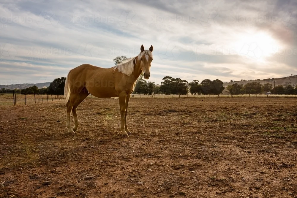 An Australian Stock Horse standing calmly in a grassy paddock