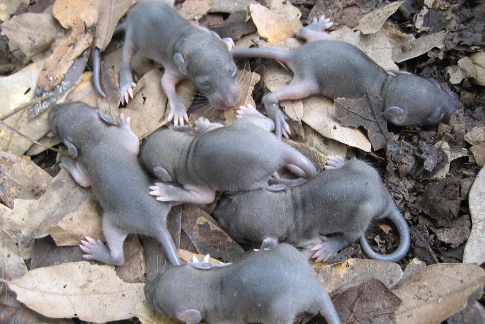 A baby rat exploring a soft, textured surface with curiosity.