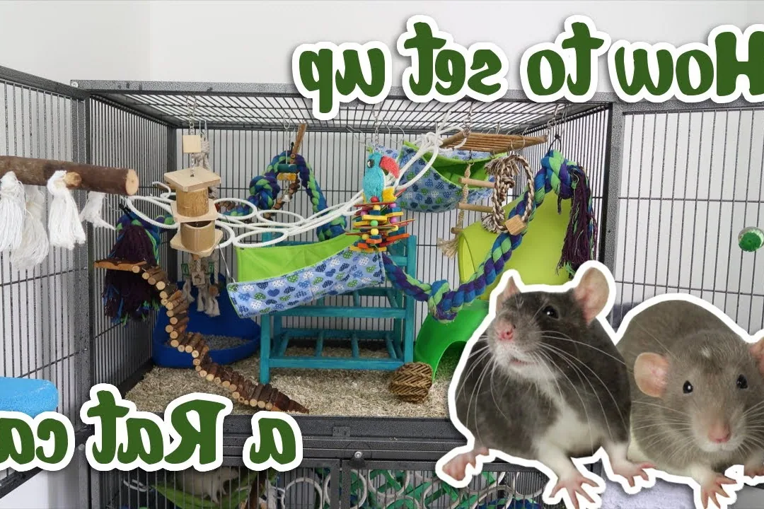 A baby rat exploring a colorful cage with bedding and toys.