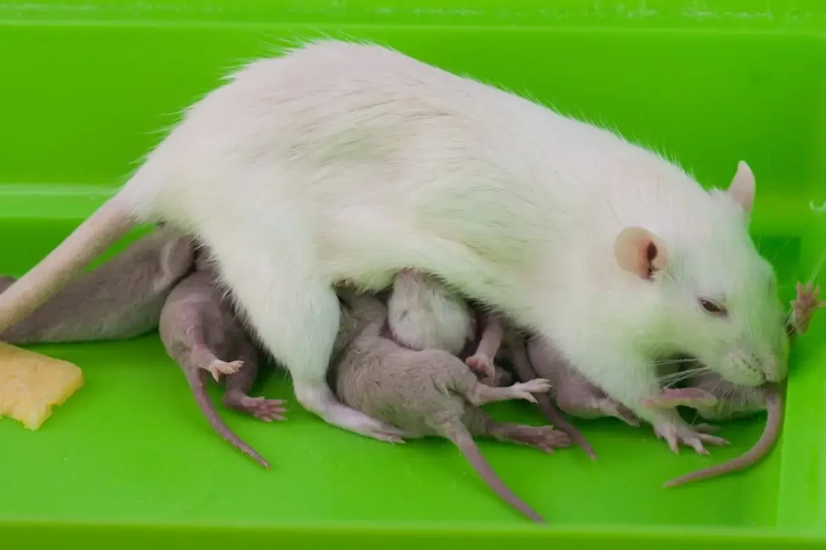 A baby rat nursing from its mother in a cozy nest.