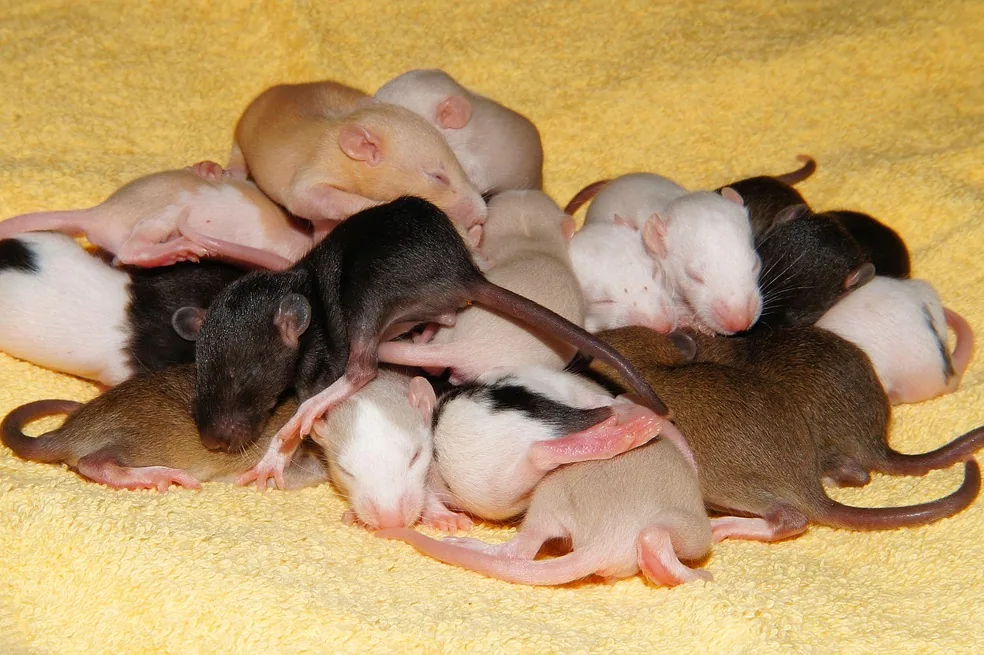 A baby rat sleeping curled up in soft bedding.