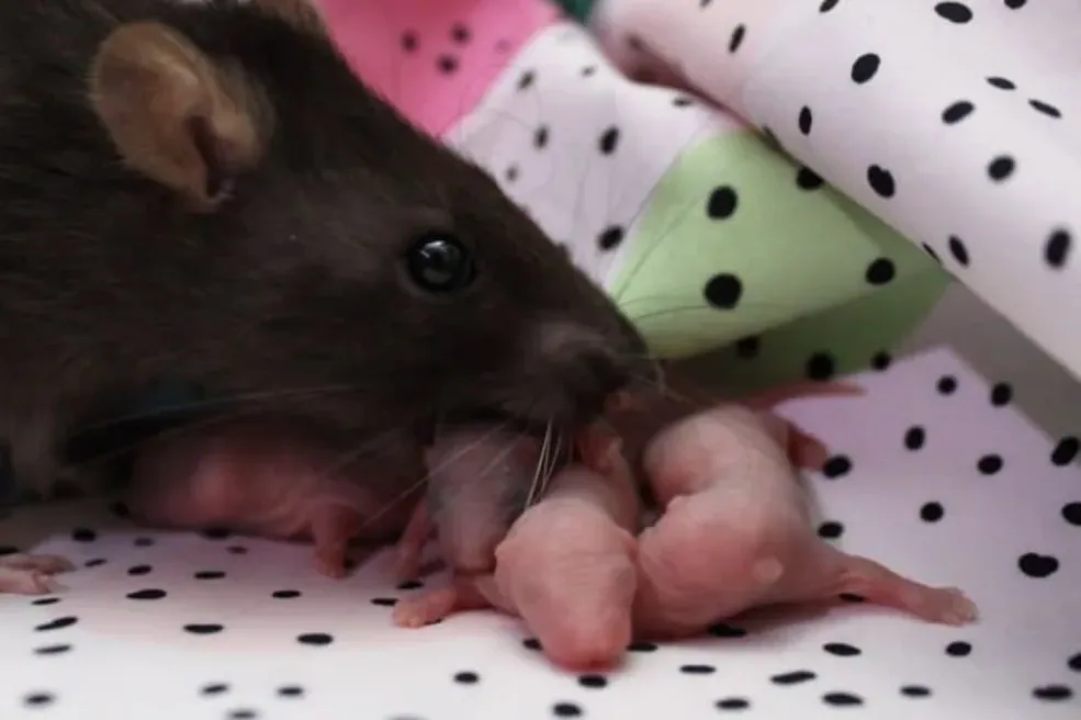 A baby rat interacting with another rat in a cozy nest.