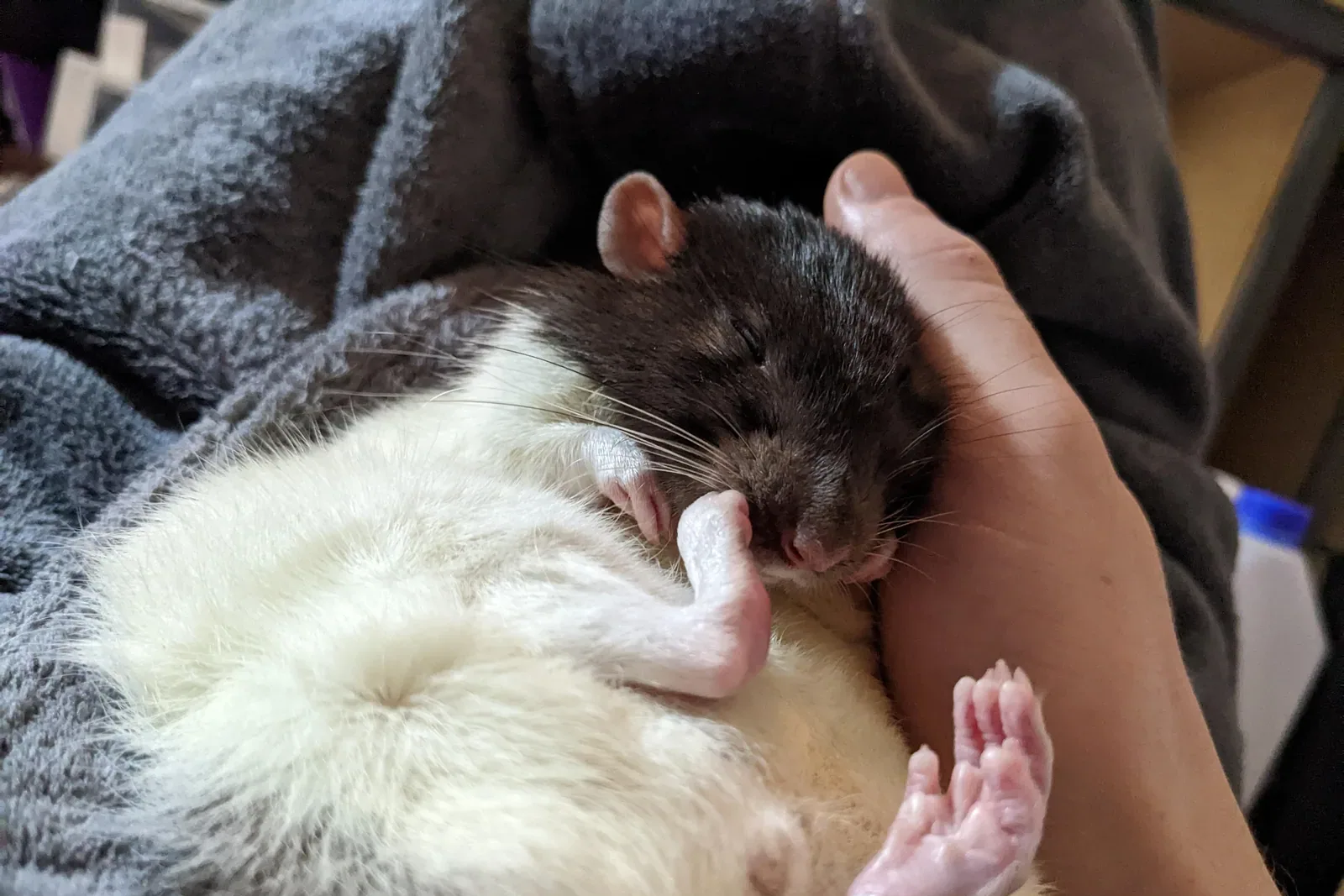 A baby rat grooming its fur while sitting on soft bedding.