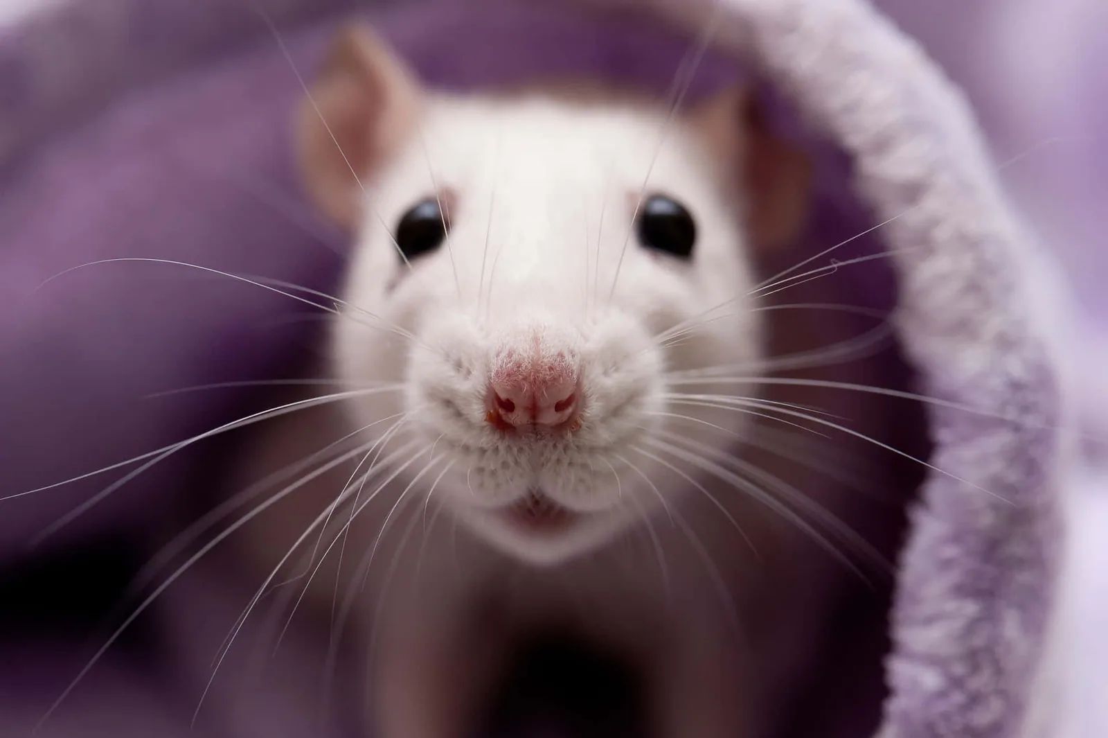 A baby rat sitting on a clean surface, looking directly at the camera.