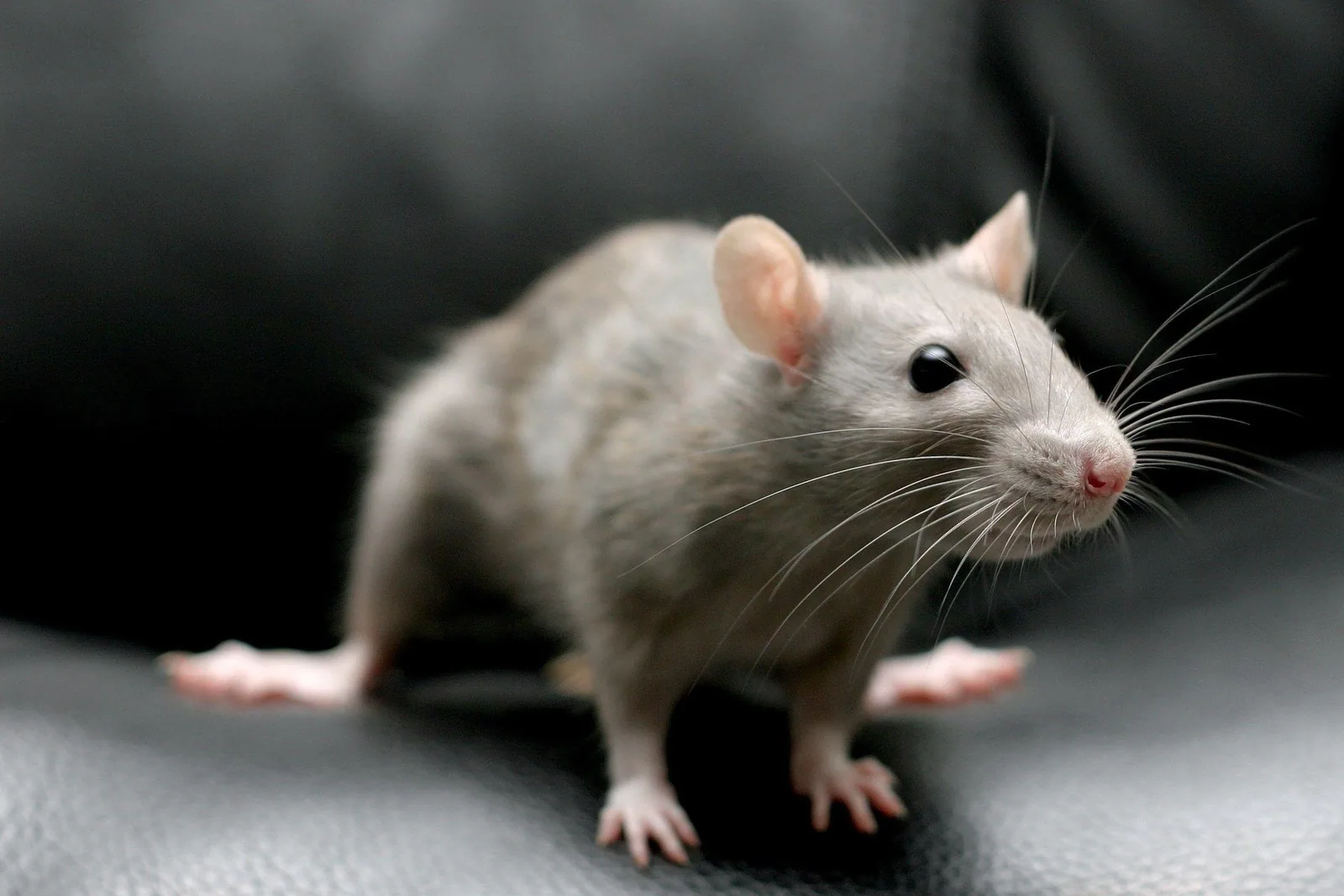 A baby rat sitting on a white surface looking directly at the camera
