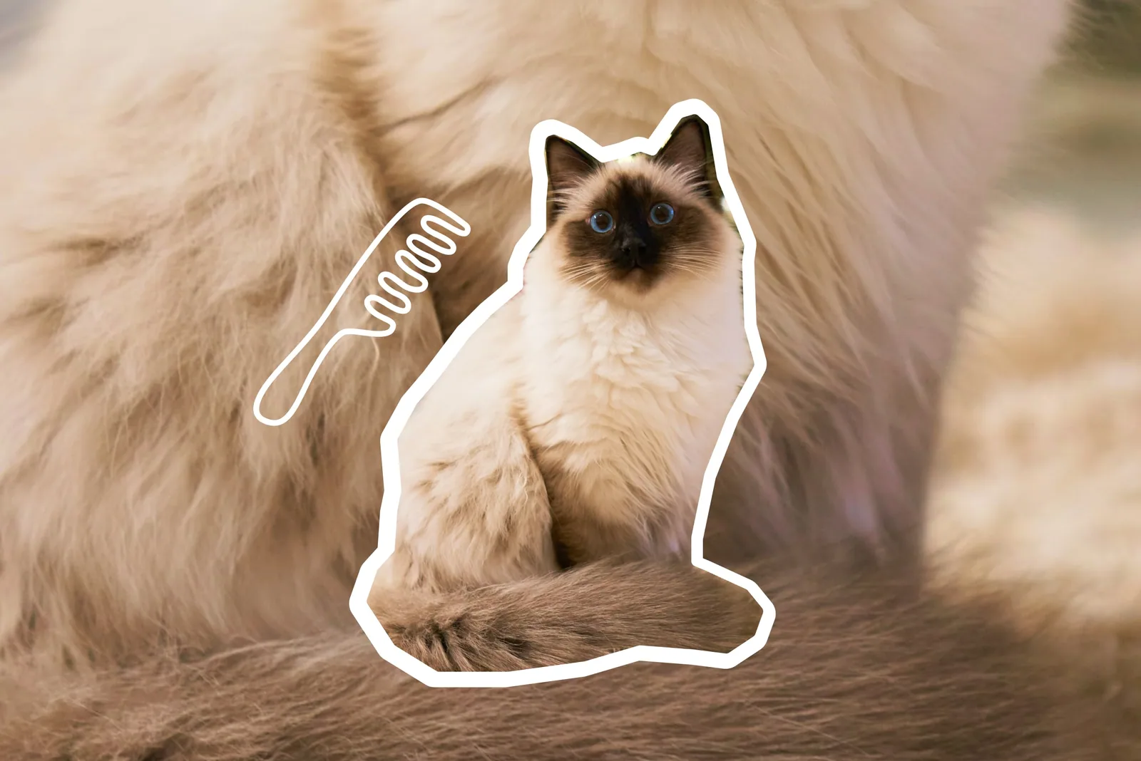 A Balinese cat sitting calmly on a windowsill, looking at the camera.