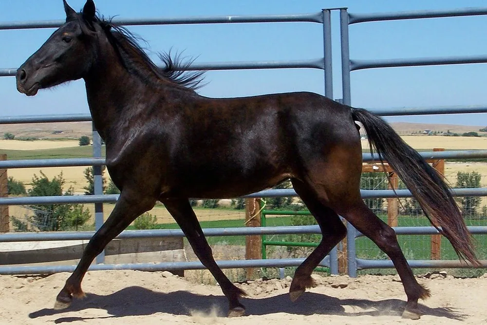 A Barb horse standing in a field, showing its muscular build and distinctive head shape.