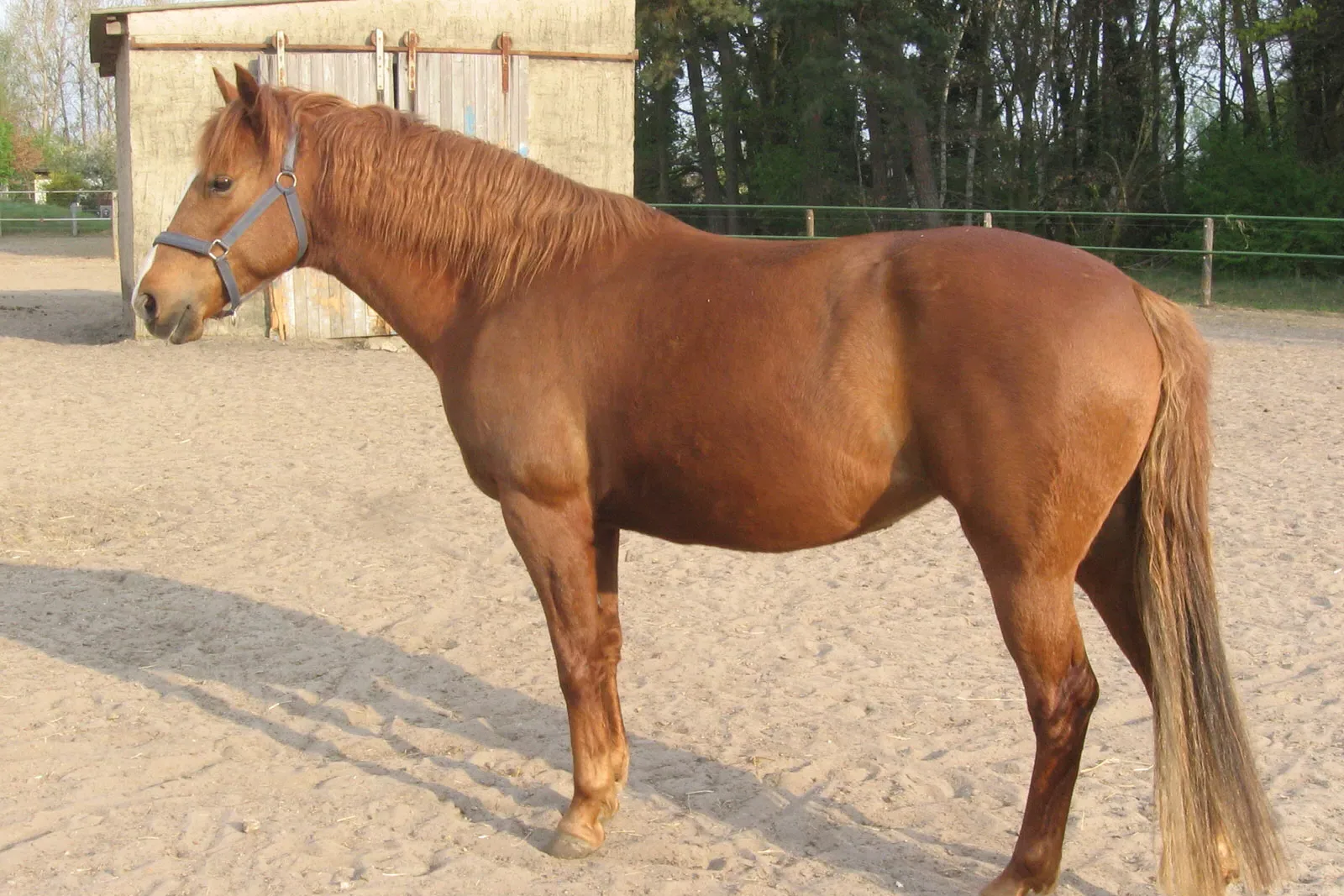 A Barb horse standing in a field, looking at the camera.