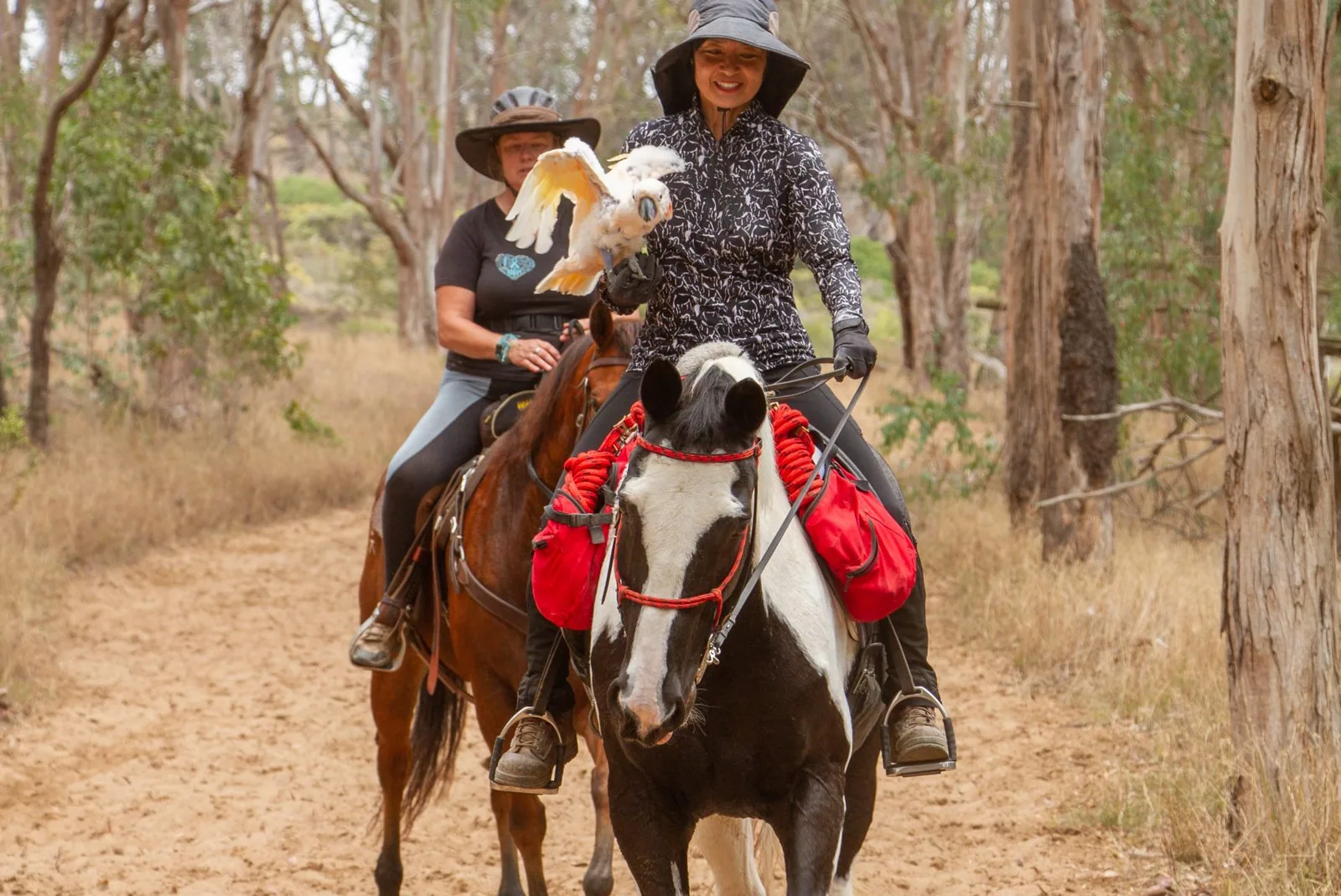 A Barb horse being led through an obstacle course in a field.