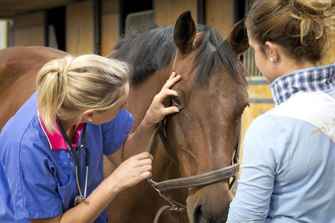 A Barb horse standing in a grassy field, being examined by a veterinarian.