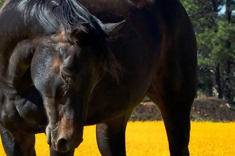 A Barb horse standing calmly in a sunlit field, looking directly at the camera.