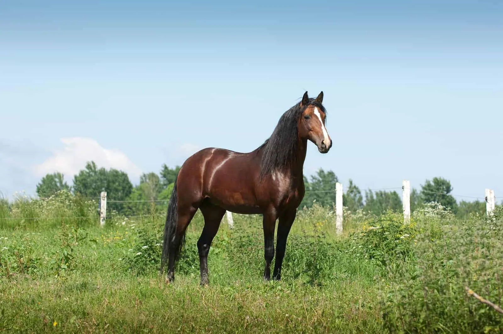 A Barb horse standing calmly in a sunlit pasture.