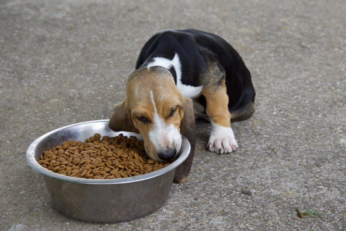 A Basset Hound eating from a food bowl in a kitchen.