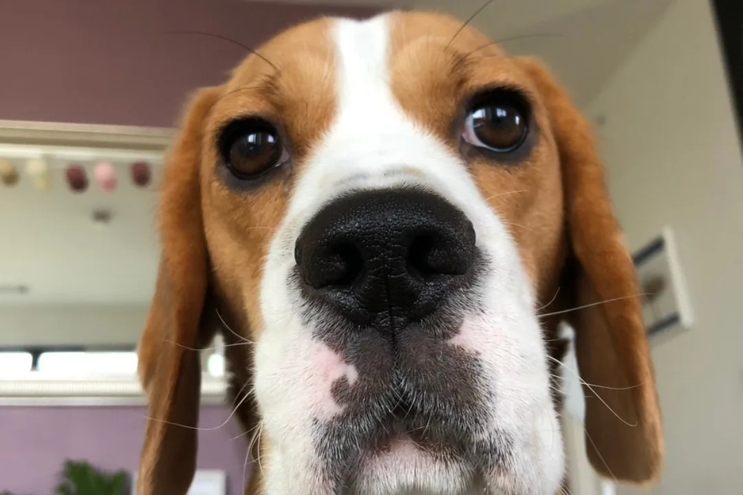 A beagle sitting calmly with a gentle expression in a sunny yard.