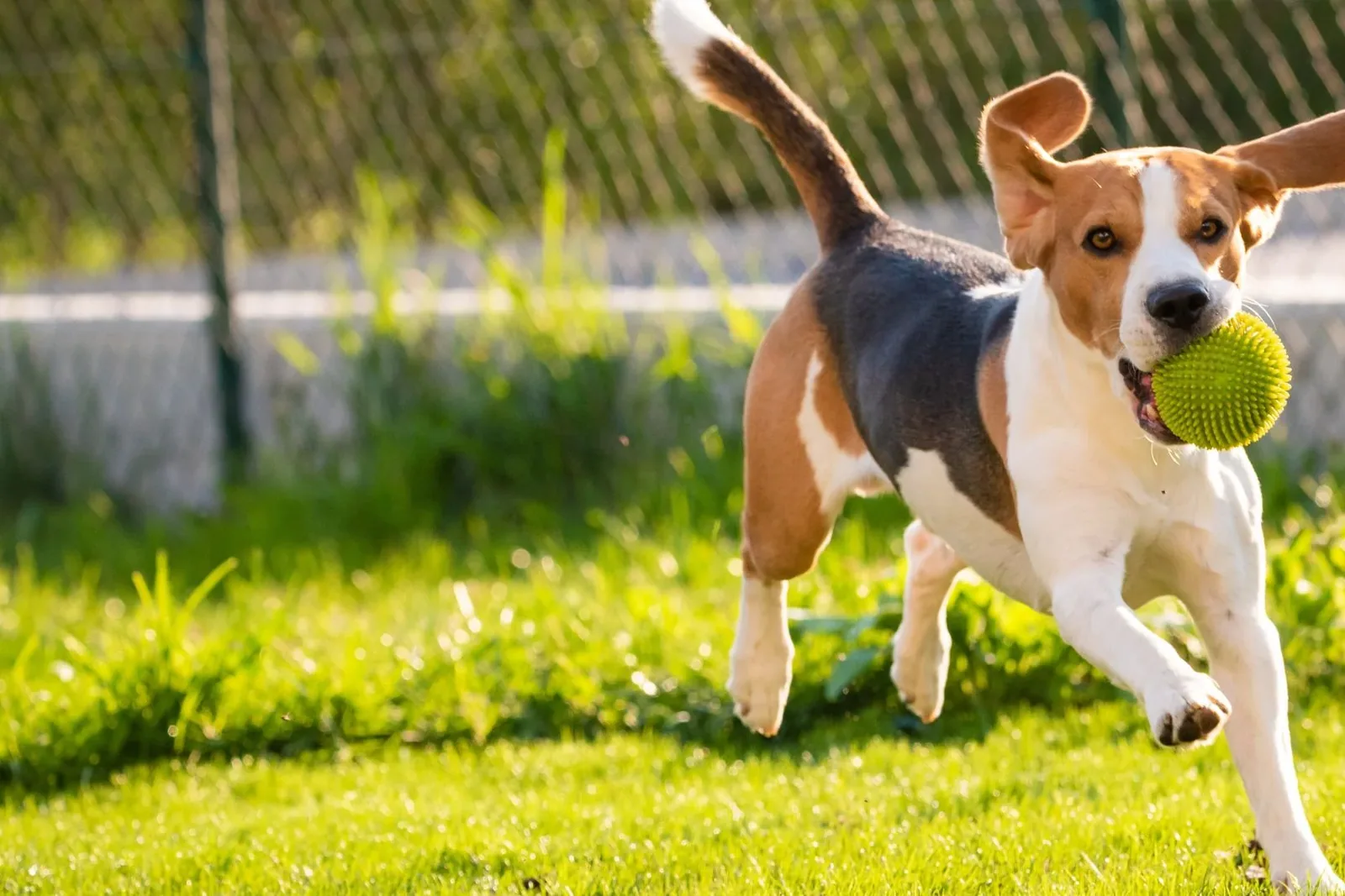 A beagle running in a grassy field with a toy in its mouth