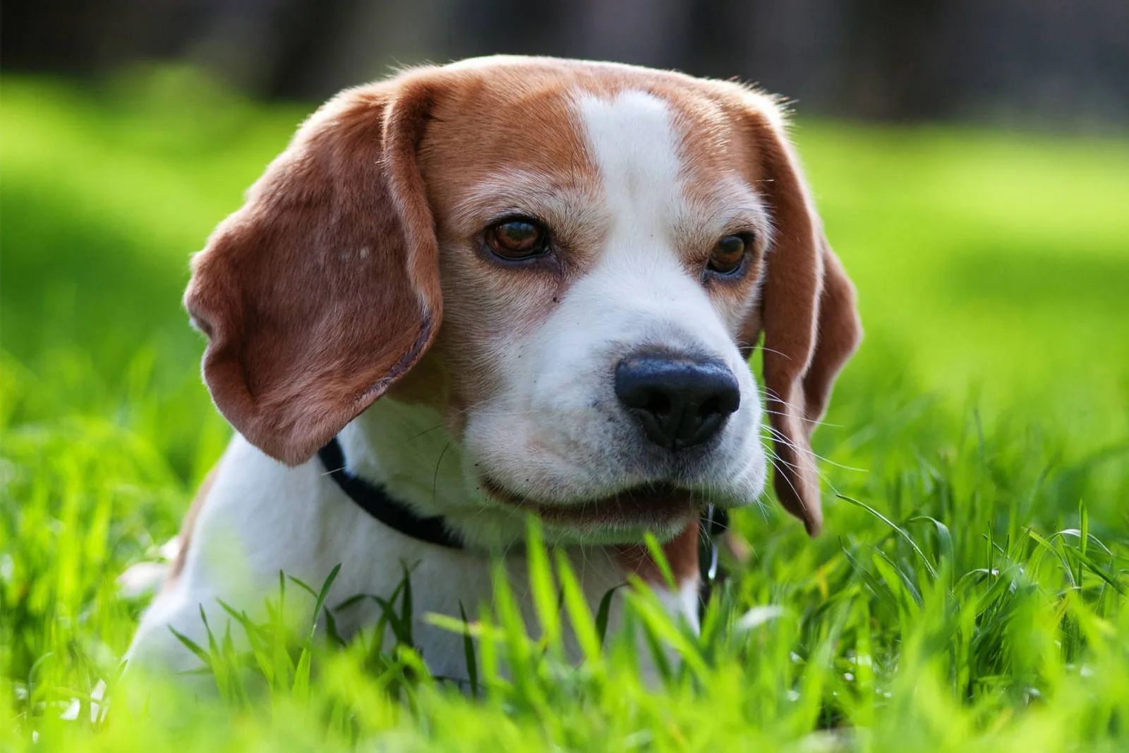 A healthy beagle lying on a grassy lawn, looking alert and content.