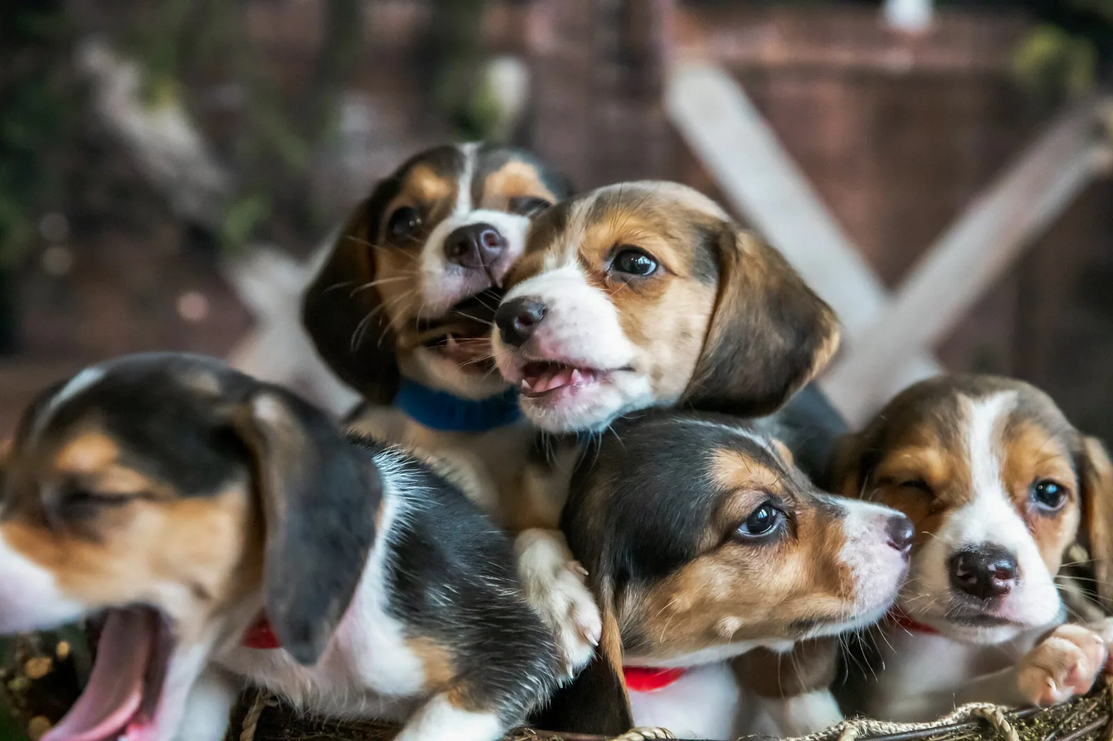 A beagle sitting next to a person holding a leash, with a kennel in background