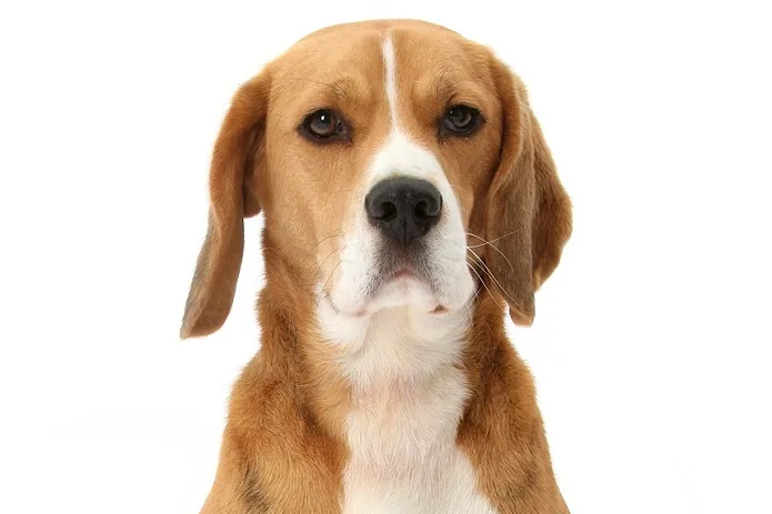 A beagle sitting attentively with a curious expression in a home setting.