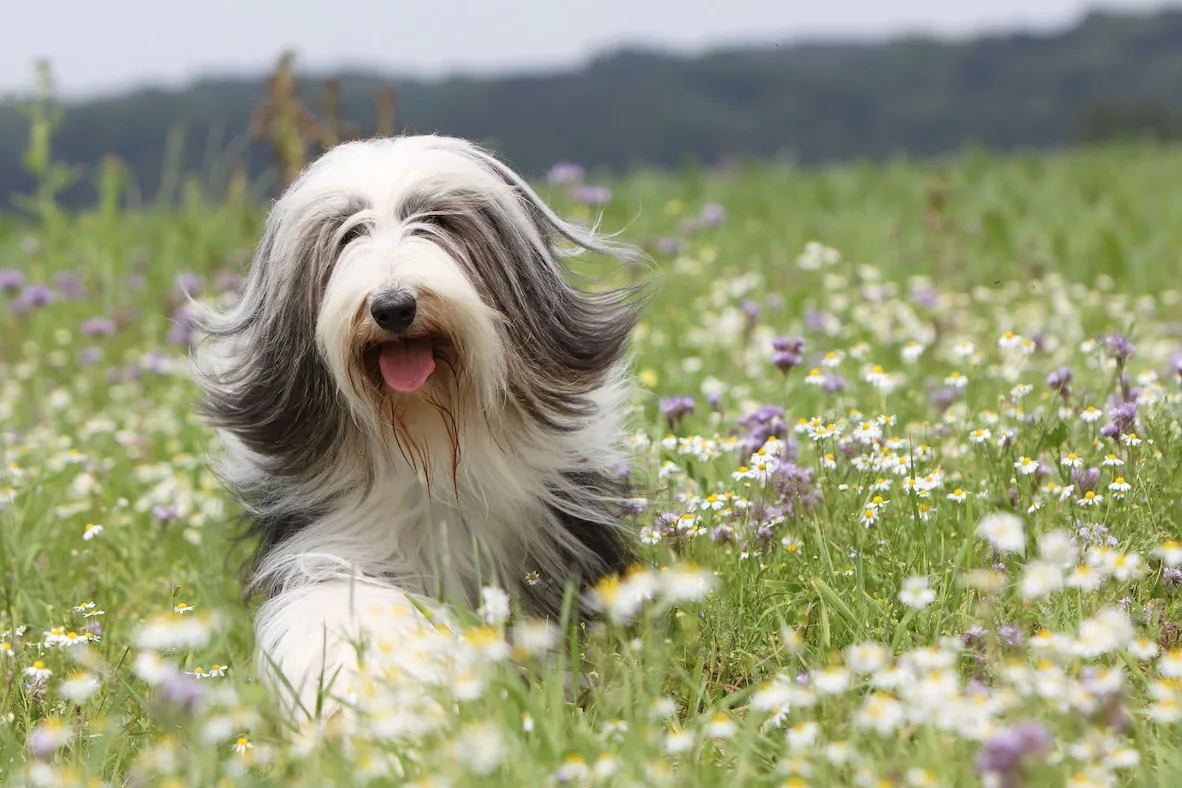 A bearded collie standing in a grassy field with a historical farmhouse in the background.