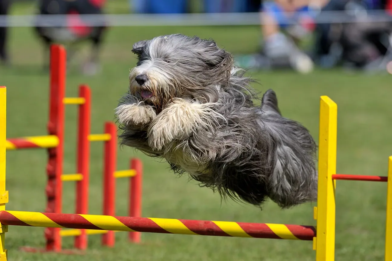 A bearded collie standing in a field, showing its long shaggy coat and alert expression.