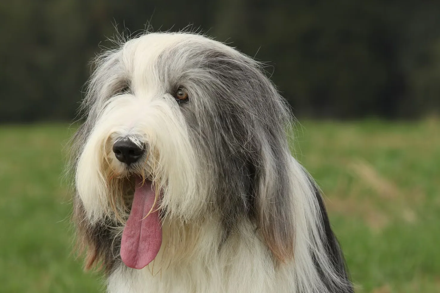 A bearded collie sitting calmly in a grassy field, looking at the camera.