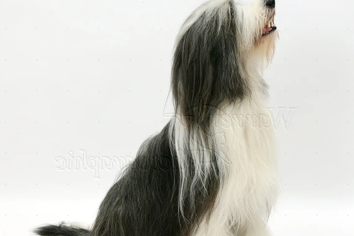 A Bearded Collie sitting calmly in a home living room.