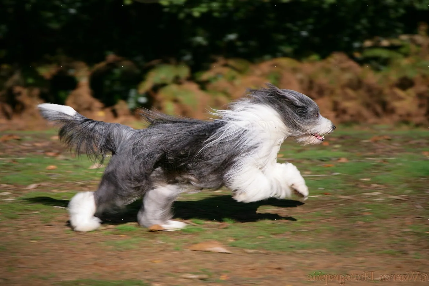 A Bearded Collie running through a grassy field with a ball in its mouth