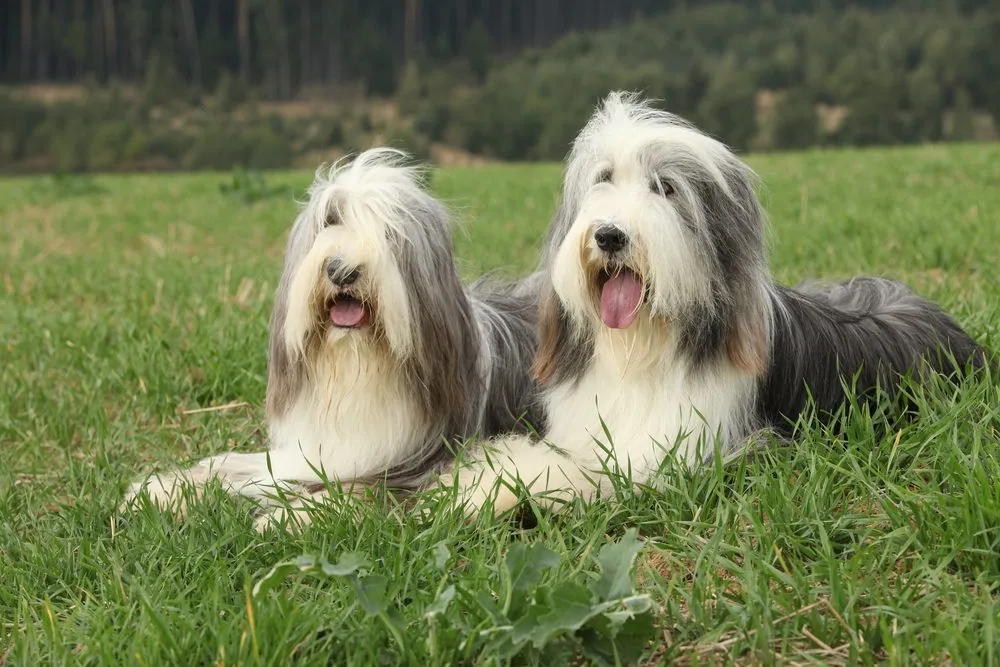 A healthy Bearded Collie lying on grass in a sunny park