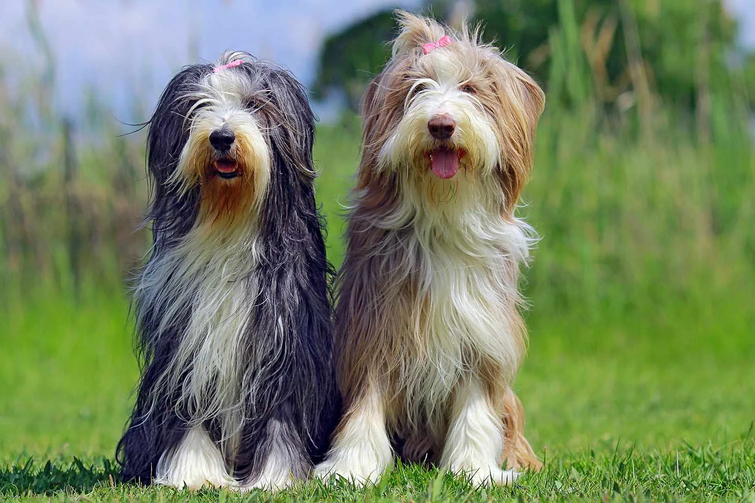 A Bearded Collie sitting attentively in a grassy field