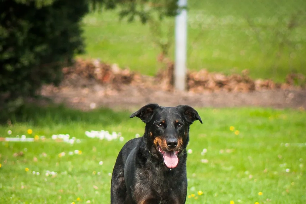 A Beauceron standing in a field, showing its muscular build and black and tan coat.
