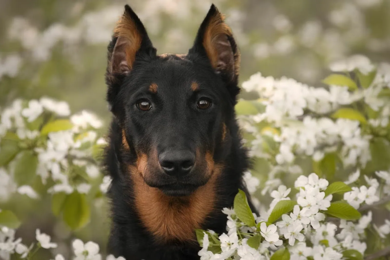 A Beauceron standing in a grassy field, looking healthy and alert.