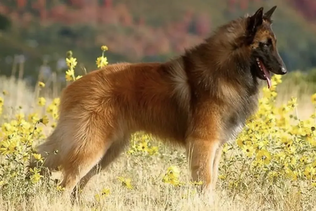 A Belgian Shepherd standing in a historical rural landscape