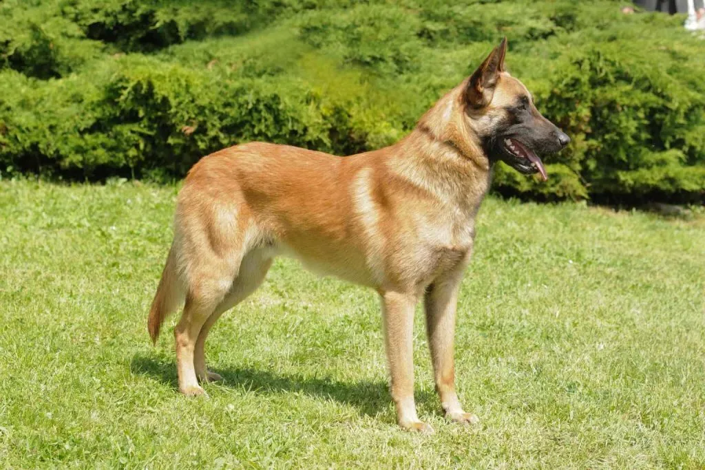 A Belgian Shepherd standing alertly in a grassy field, showcasing its athletic build and thick coat.