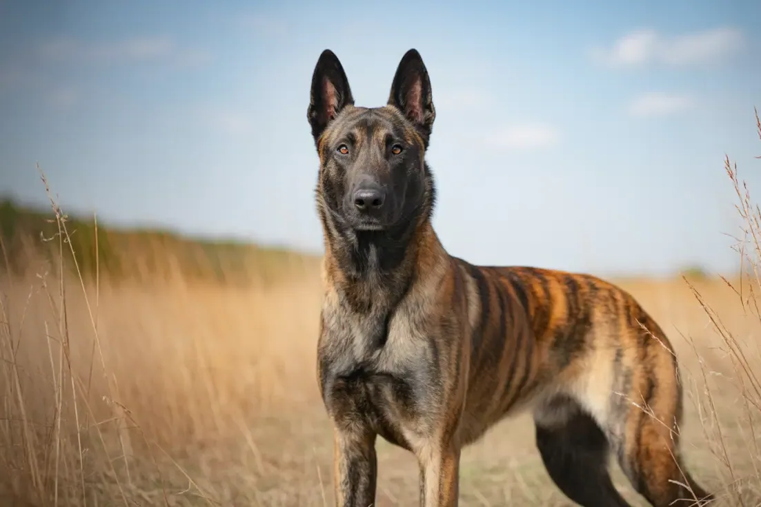 A Belgian Shepherd standing alertly in a grassy field, looking attentive.