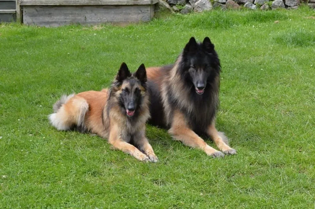 A Belgian Shepherd sitting attentively beside a person in a home setting