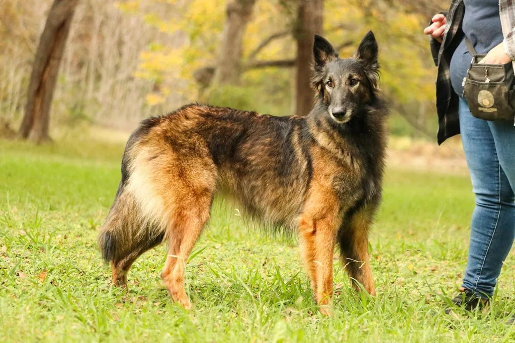 A healthy Belgian Shepherd standing in a grassy field, looking alert.