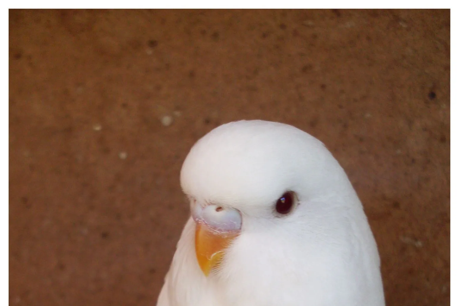 A budgerigar perched on a finger, looking curious and alert.