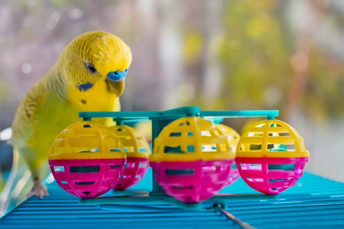 A budgerigar perched on a wooden branch inside a clean cage with toys and food dishes.