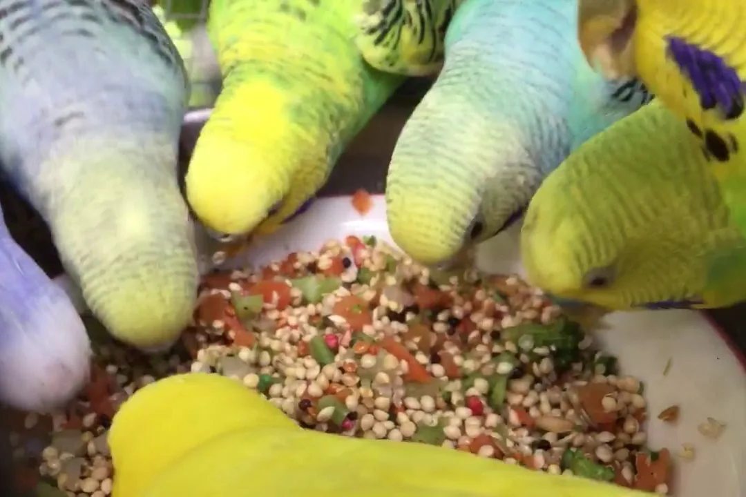 A budgerigar eating seeds from a bowl in a cage