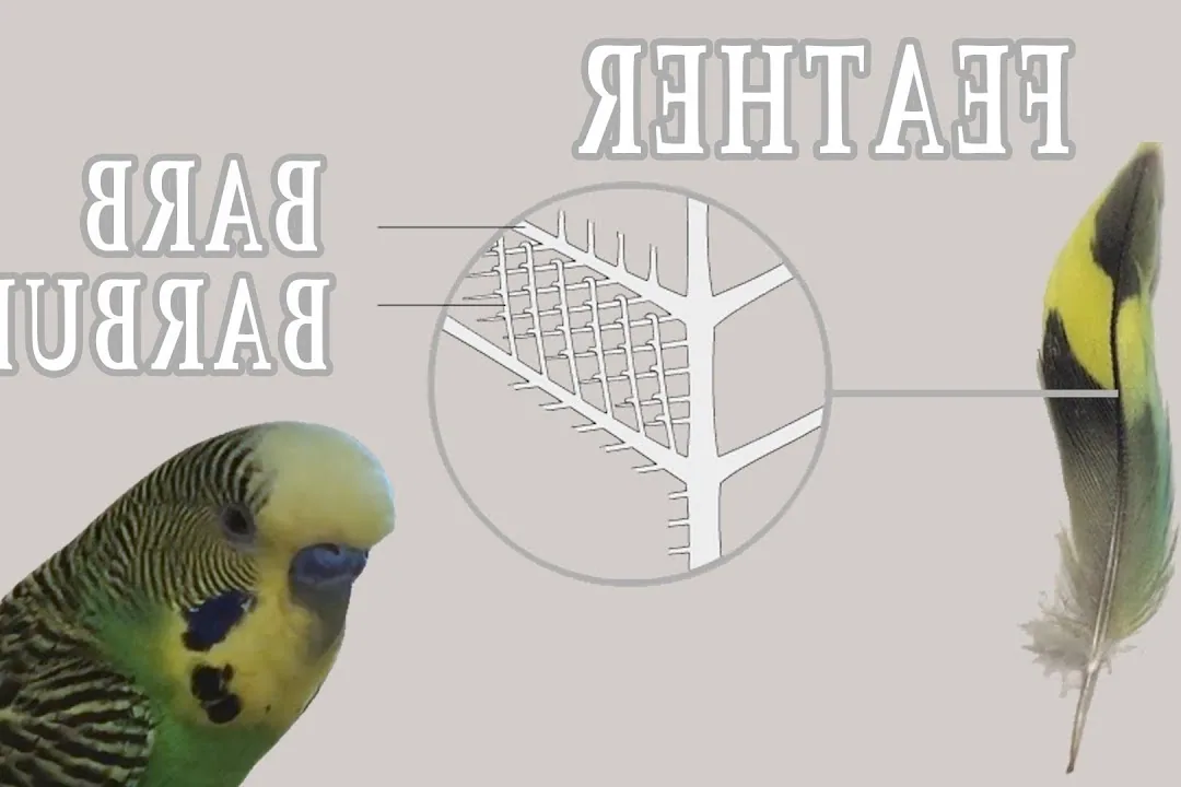 A budgerigar preening its feathers on a perch in a cage.