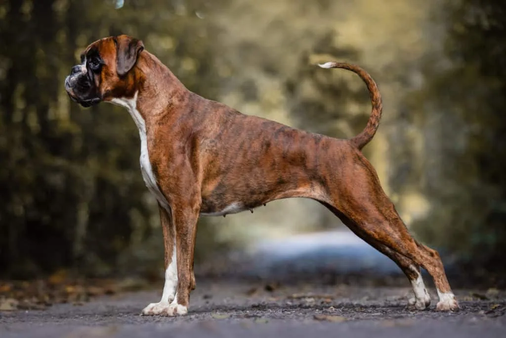 A boxer dog standing proudly, showing its muscular build and short coat.