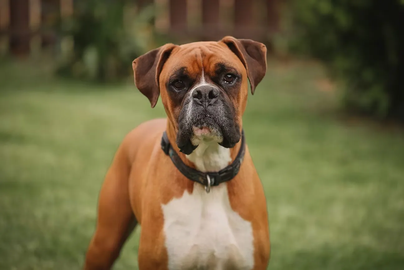A boxer dog sitting calmly in a sunny park, looking friendly.