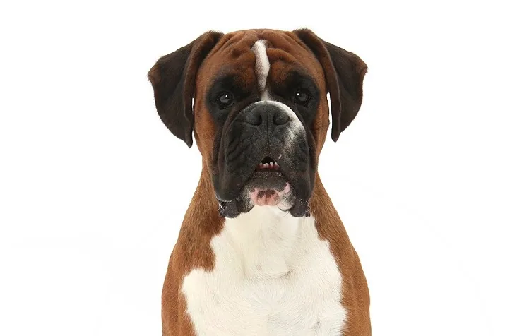 A Boxer dog sitting calmly, looking at the camera in a home setting.