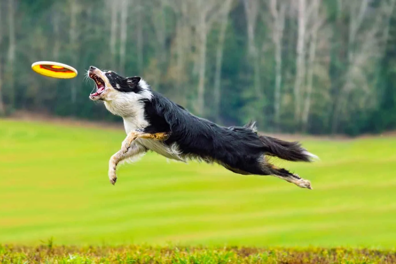 A boxer dog running through a grassy field with a frisbee in its mouth