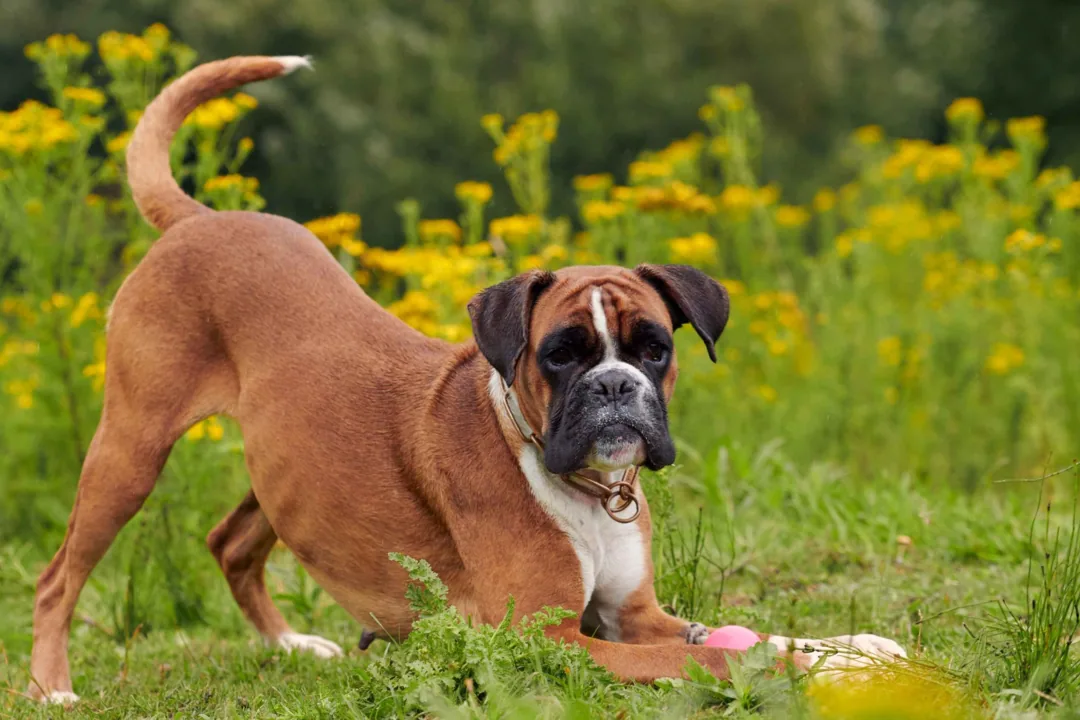A boxer dog being brushed by a person in a sunny backyard.