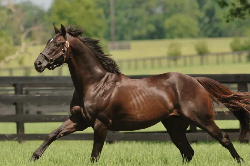 Brandenburg Horse - Quick facts: Brandenburg Horse (Brandenburger)