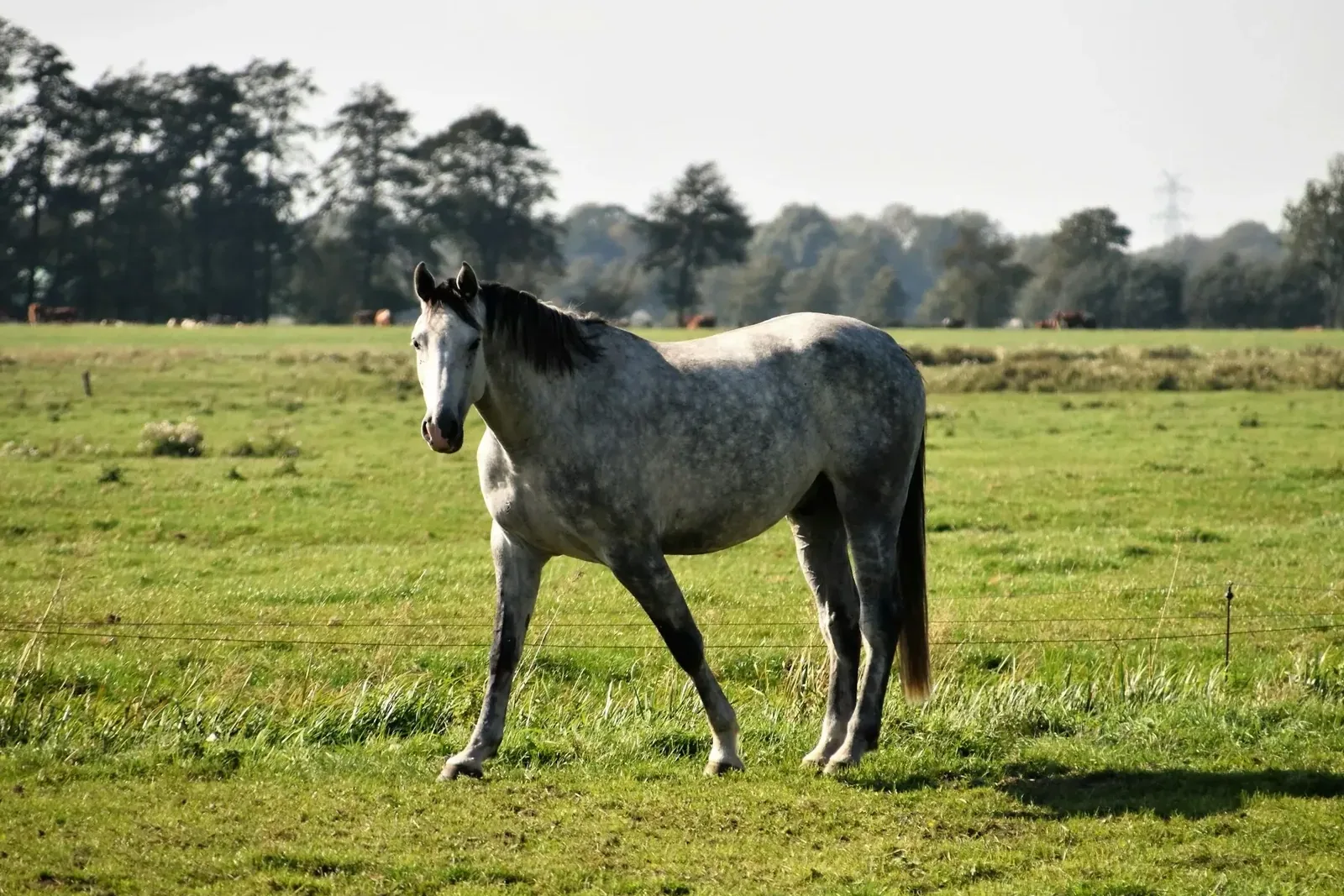 Brandenburg Horse - Final thoughts