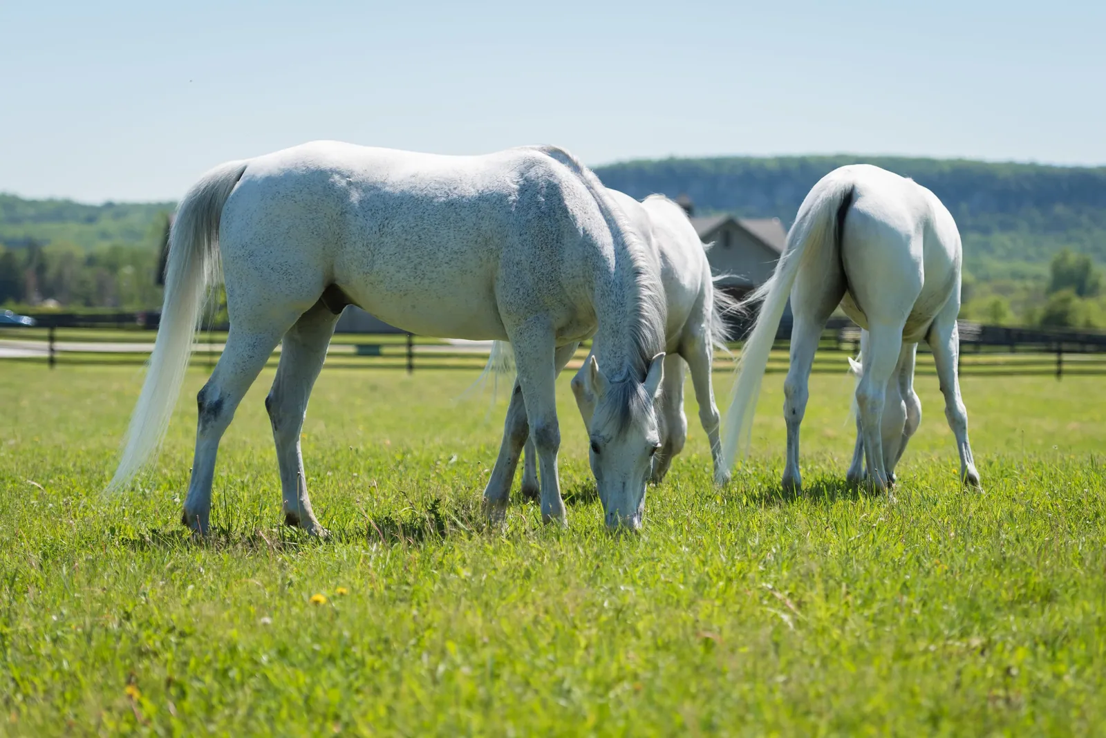 Brandenburg Horse - History and origin