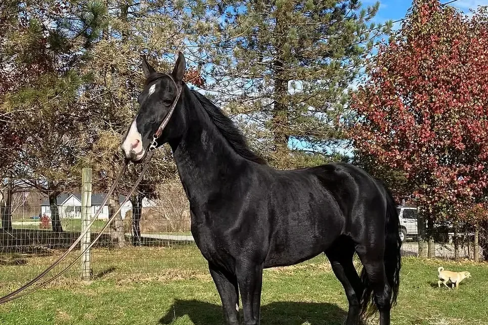 Brandenburg Horse - Characteristics and physical appearance