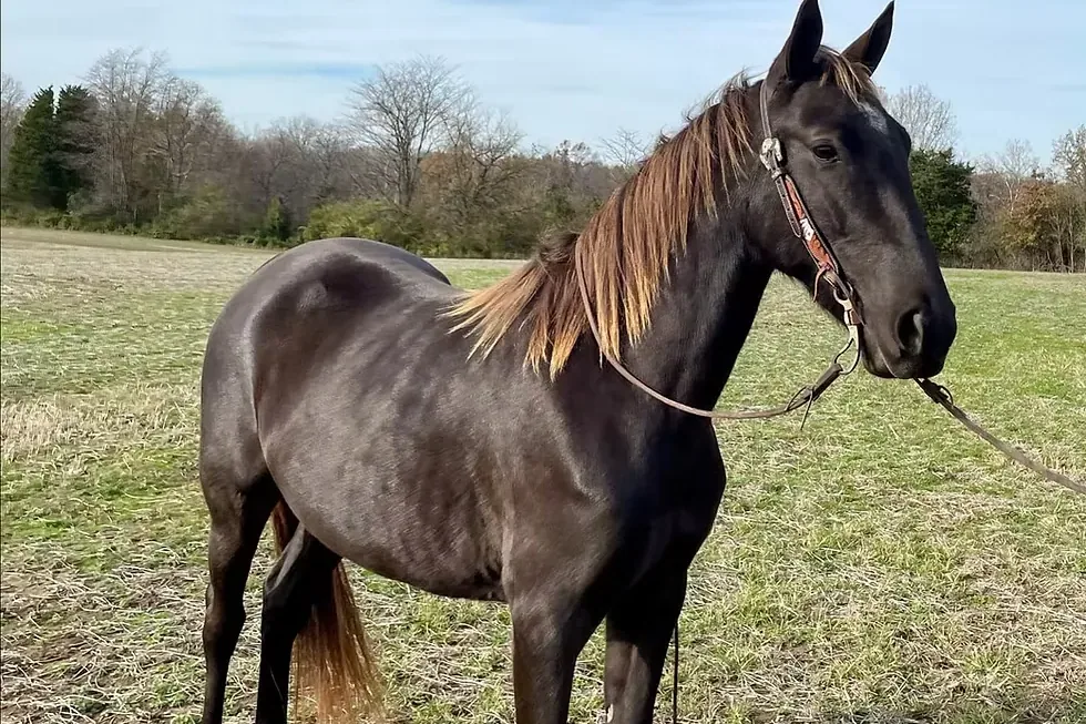 Brandenburg Horse - Breeding, studbooks, and what “DSP” means